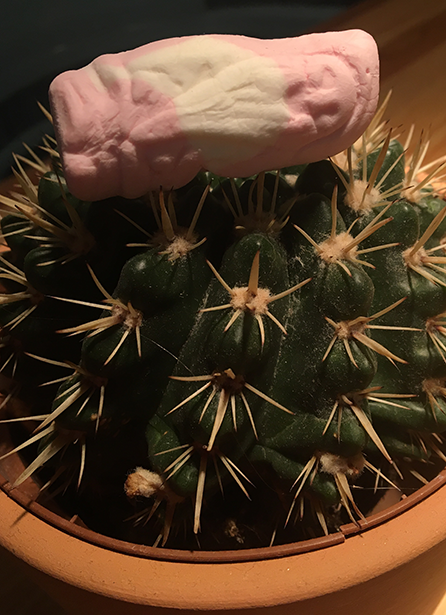 skumtomte spetsad på kaktus